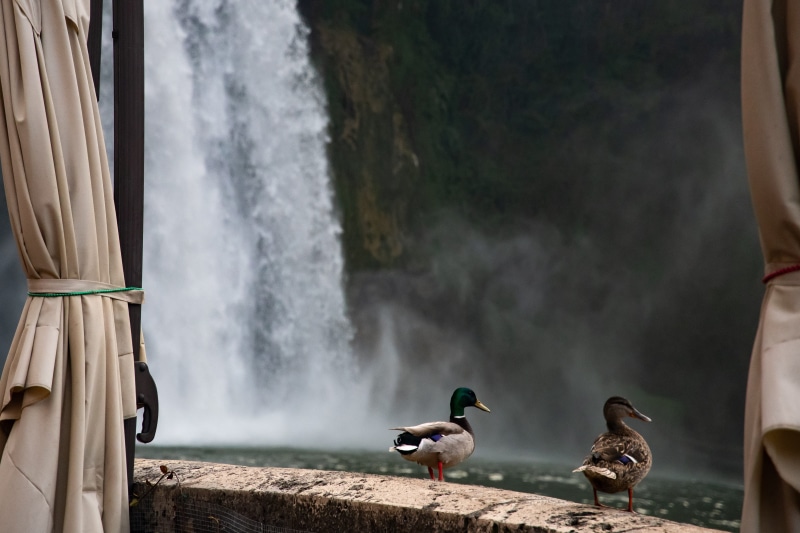 mallard ducks, ducks, apparel, bird, near, waterfowl, 4K, poultry, waterfall, nature, flowing water, animal themes, day, animals in the wild, vegetation