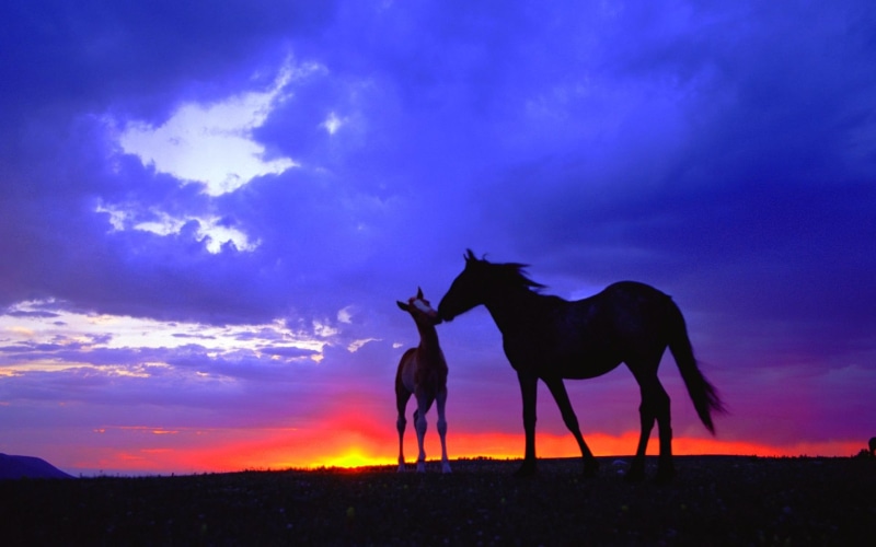 mustang mare, 1080P, foal, wild, mare, mustang, animals, amp, sunset