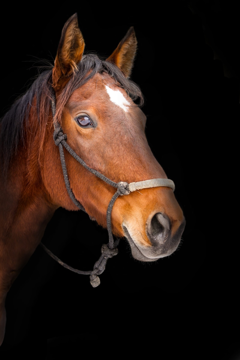 beauty In Nature, animal, beautiful, bay Horse, dark, mammal, background, animal Eye, racehorse, 5K, farm animal, farm, outdoors, stallion, equine, portrait