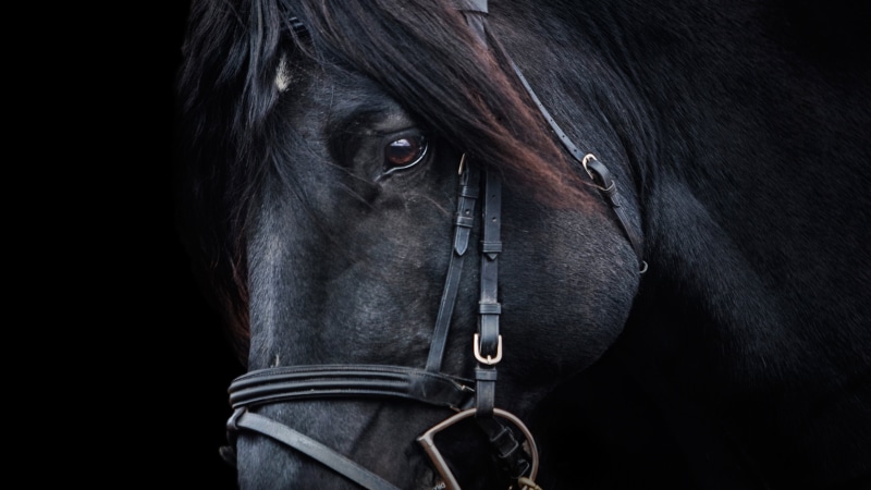 pasture, ranch, mane, outside, animal, equestrian, brown, pet, equine, tail, wild, animals, mammal, abstract, bridle, horses, meadow, race, 4K, field