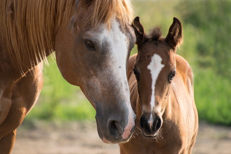 day, horses, 5K, one animal, animal wildlife, portrait, ranch, mane, domestic, domestic animals, two, livestock, brown, nature, horse, close-up, outdoors