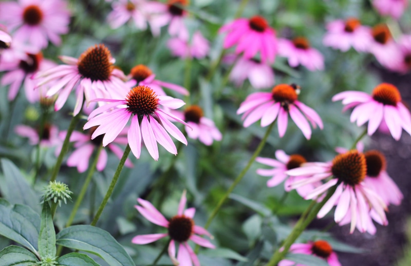 Oslo, giardino botanico, Norvegia, 5K, coneflower, flower, purple, nature, Canon Eos 600D, flowers, plant, natura, fiori, digital, summer, Norway, close-up