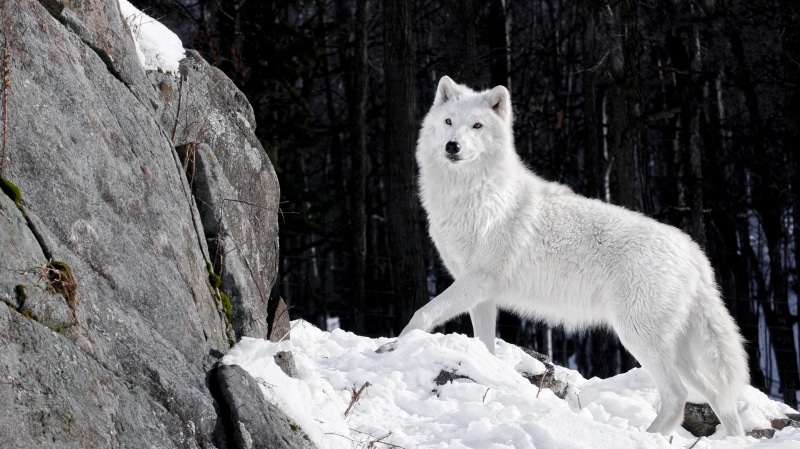 tree, animal themes, one animal, animals in the wild, animal wildlife, day, artic wolf, solid, no people, animals, white color, outdoors, animal, 2K, wolf