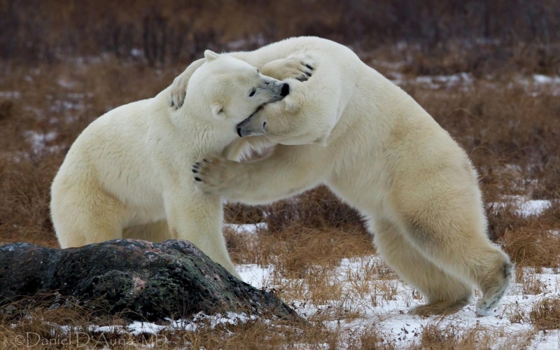 1080P, artic wildlife, bears, playing, animals, polar