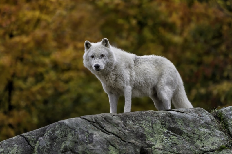 1080P, Nature, artic wolf, artic, wolf, wildlife, white, Autumn