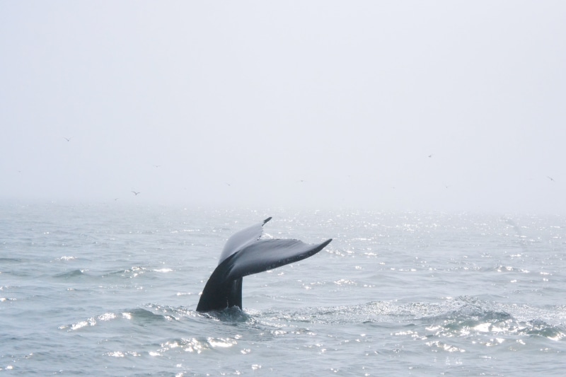 mammal, black whale, wildlife, Artic, dolphin, Humpback, Husavik, boats, Whales, Whale watching, nature, northern, whale, blue, black, Iceland, tale, sea