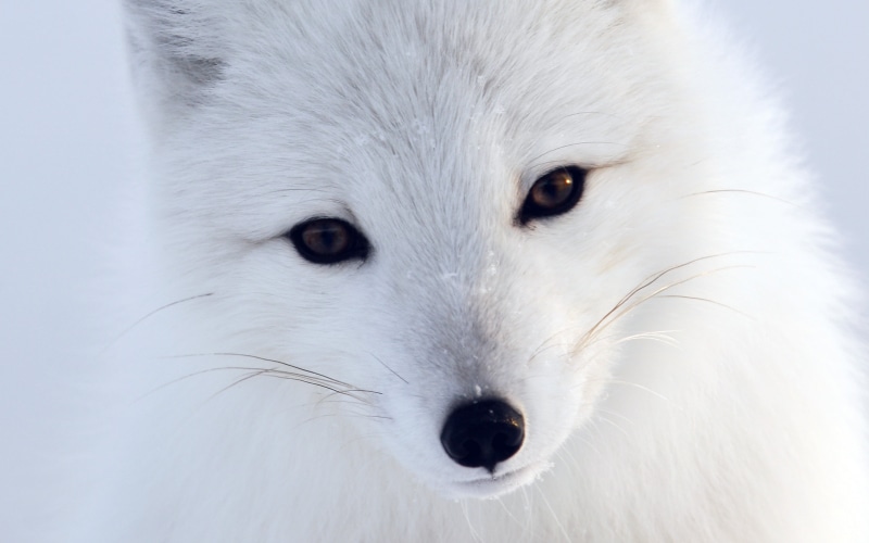 animal body part, portrait, animal themes, looking at camera, vertebrate, animal hair, hair, mammal, animal wildlife, animals in the wild, artic, cold temperature