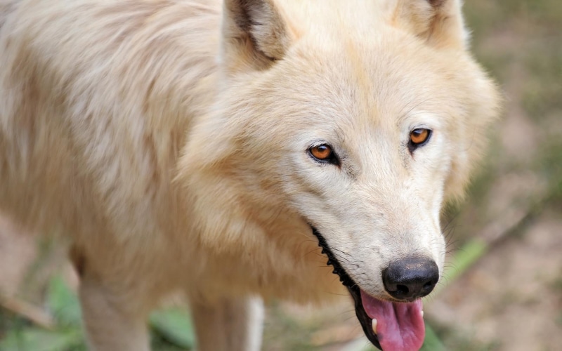 beautiful, wolf, 1080P, color, face, eyes, animals, artic, looks, gorgeous