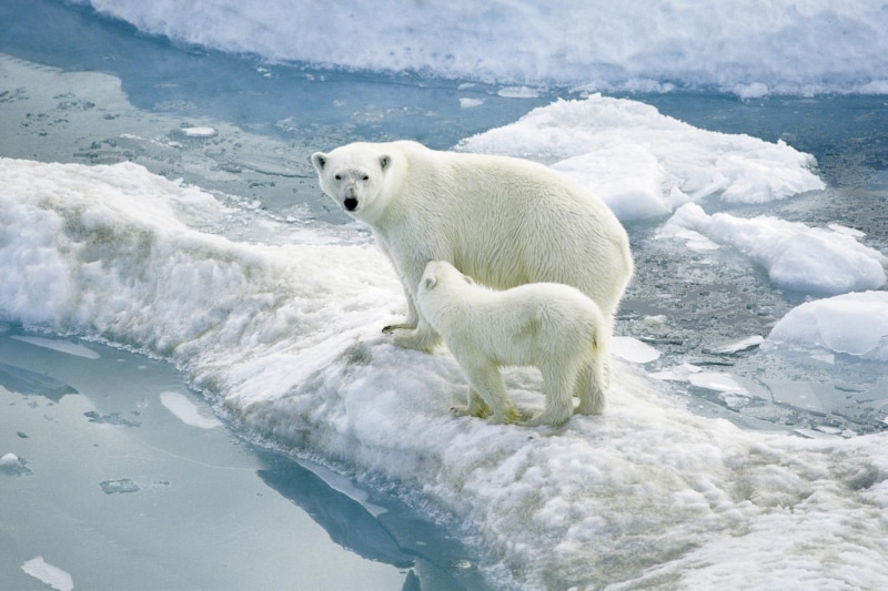 animals, wildlife, artic, 1080P, winter, polar, family, bear, learning, s, mom, urso