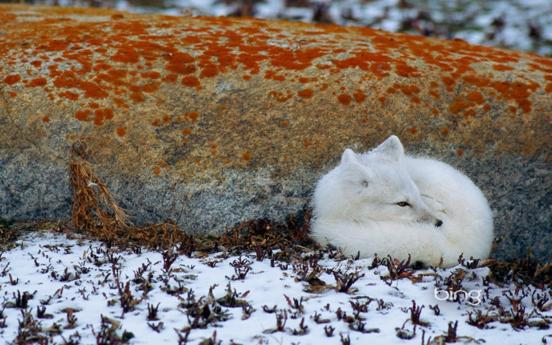 search, best, microsoft, bing, Fox, articfox, animals, Artic, 1080P, hd, s, art