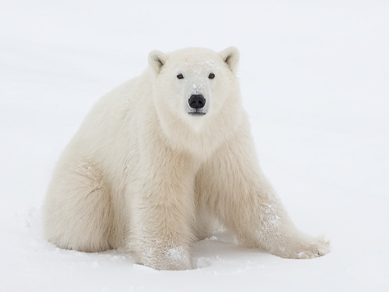 Artic, wildlife, 480P, hd, animals, animal, snow, bear, art, bears, Polar, portrait