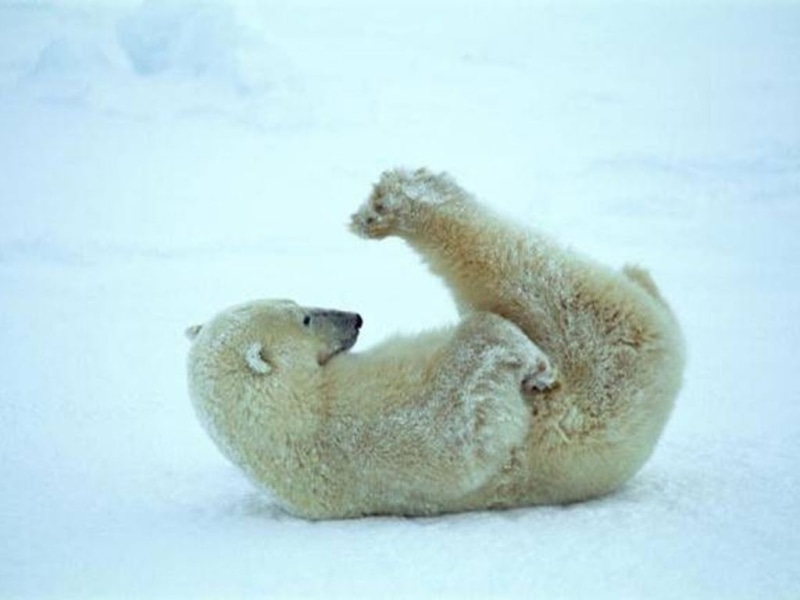 hd, snow, Artic, bears, Polar, 480P, art, stretching, animals, bear
