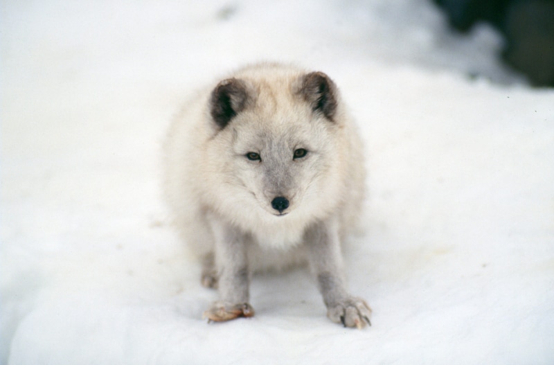 survival, day, animals in the wild, wildlife, no people, snowing, animal themes, snow, hunting, winter, vertebrate, mammal, outdoors, portrait, 2K, artic fox