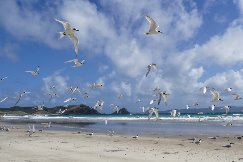 group of animals, bird, no people, vertebrate, birds, animal wildlife, sea, sand, water, new zealand, animals in the wild, nature, flight, animal, land