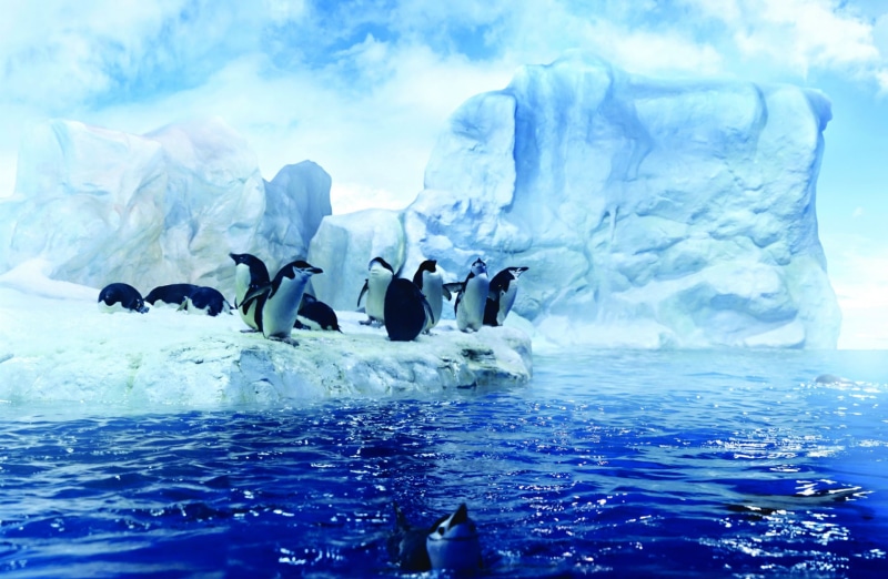 animal wildlife, cold temperature, group of animals, sea, animal, Artic, outdoors, nature, bird, animals in the wild, 1080P, waterfront, penguin, winter