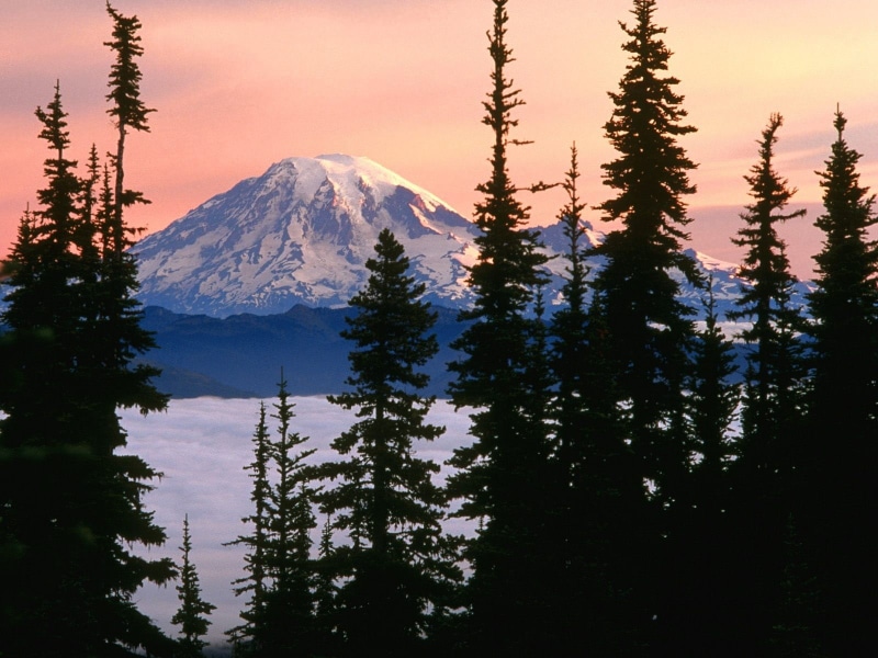 coniferous tree, tranquility,  mount rainier national park, mountains, forest, trees, mountain peak, mountain, no people, Washington state, nature, snowcapped mountain