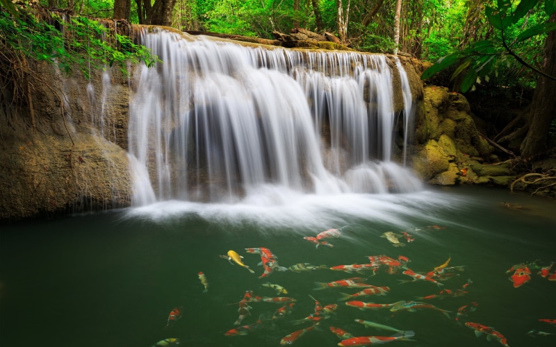 scenics, photography, tropical Climate, falling water, forest, springtime, flowing, uncultivated, river, leaf, tropical Rainforest, day, non-urban scene