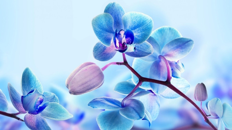 blue background, springtime, romantic, 1080P, flower head, day, close-up, flower, inflorescence, nature, purple, vulnerability, no people, focus on foreground