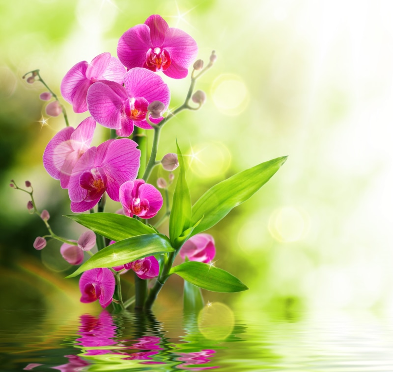 pink Color, beauty In Nature, flowering plant, purity, botany, branch, purple, moth Orchid, plant part, bloom, no People, blossom, petal, close-up, inflorescence