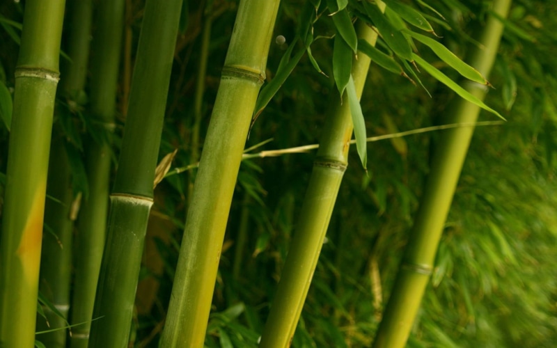 lush Foliage, outdoors, tranquility, east Asian Culture, bamboo - Plant, land, leaf, day, 1080P, close-up, bamboo, asia, full frame, plant, bamboo Grove