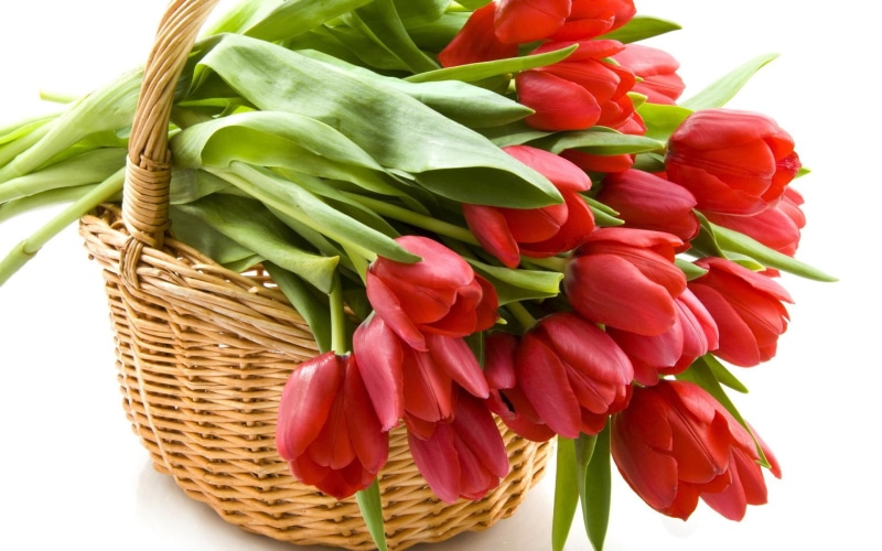 wonerful, spring, bunch, positive, feng shui, 1080P, floral, fresh, lovely, flowers, one, green, nature, tulips