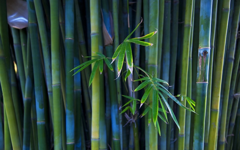 freshness, japan, tranquility, stem, grass, plant, vulnerability, macro, leaf, beauty In Nature, close-up, tropical Climate, day, green, environment, plant part