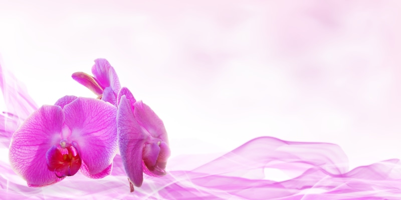 deco, positive emotion, nature, flower Head, fragility, beauty, beauty in nature, backgrounds, bloom, postcard, no people, springtime, close-up