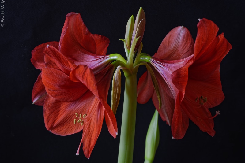 Austria, 5K, petal, plant, flower, flowers, Amaryllis, Hibiscus, red, nature