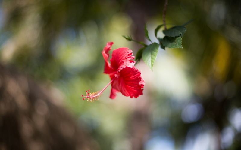 nature, pink, no people, day, petal, flower head, flower, inflorescence, 2K, red, blurred, beauty in nature, focus on foreground, freshness, flowering plant