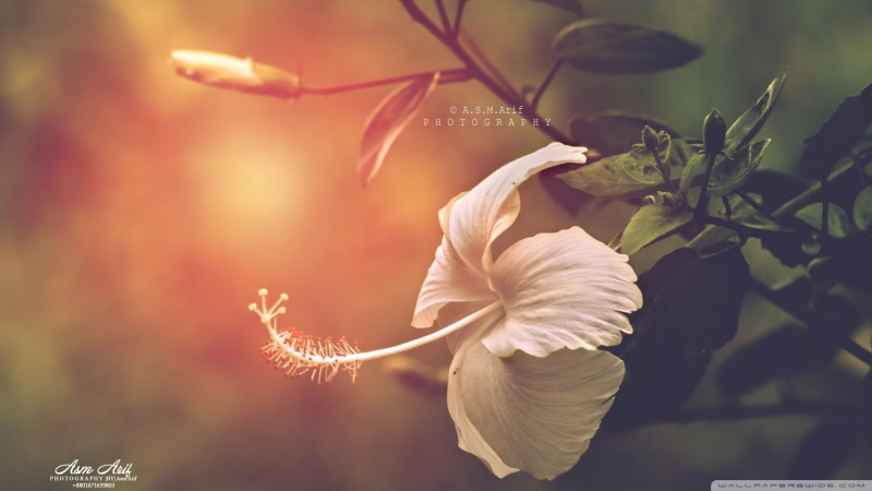 nature, filter, hibiscus, 1080P, flowers