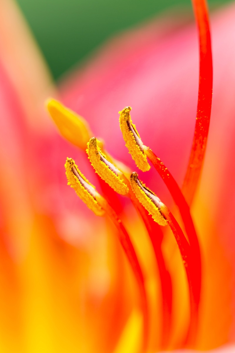 5K, lens, Lily, Denver Botanic Gardens, summer, Colorado, floral, macro, nature, tiltshift lens, plant, close-up, lilies, yellow, flower, Hibiscus, Stamens