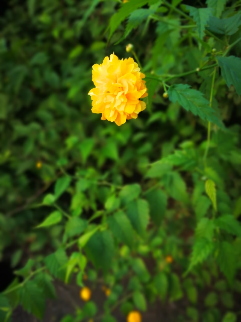 day, yellow, fragility, outdoors, red flowers, hibiscus, focus on foreground, beauty in nature, petal, plant part, inflorescence, flower, close-up, green color