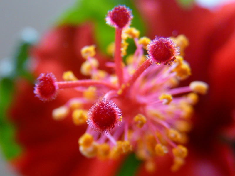 Kadamtala, Hibiscus, nature, photo, Garden, selective focus, Partha, close-up, flower Head, Macro, Pollen, Howrah, pistil, 2K, Flower, selective, red