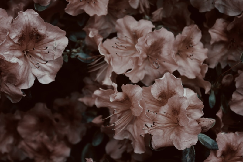 day, vulnerability, no people, flower head, petal, fragility, bunch of flowers, selective focus, blossom, hibiscus, springtime, pink flowers, plant, pollen