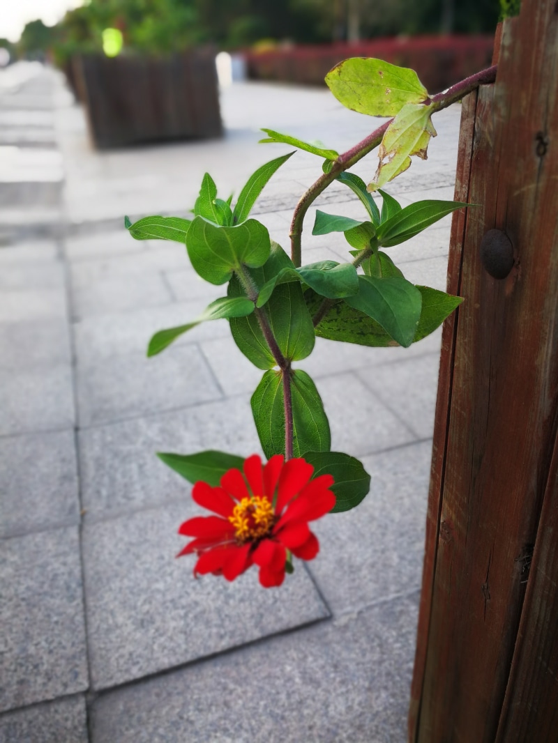 vulnerability, fragility, wood - material, red flowers, beauty in nature, flower, day, leaf, close-up, potted plant, architecture, green color, houseplant