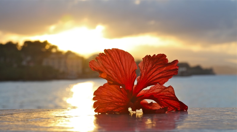 sunset, nature, Red, sky, colorful, hibiscus, body, shallow focus, clouds, Jamaica Inn, DoF, texture, sunrise, sunset  hibiscus, bokeh, body of water, focus