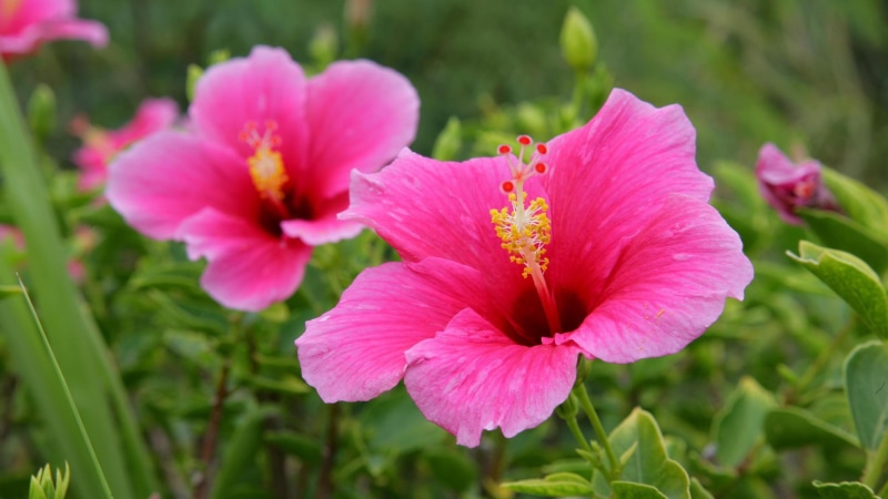 photoshop, delicacy, pink, paisaje, flowers, 1080P, hibiscus, landscapes, nice, peisaje, picture, black, help