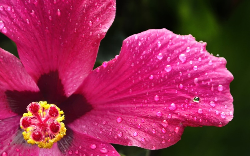 720P, hibiscus, nature, pink flowers, flowers