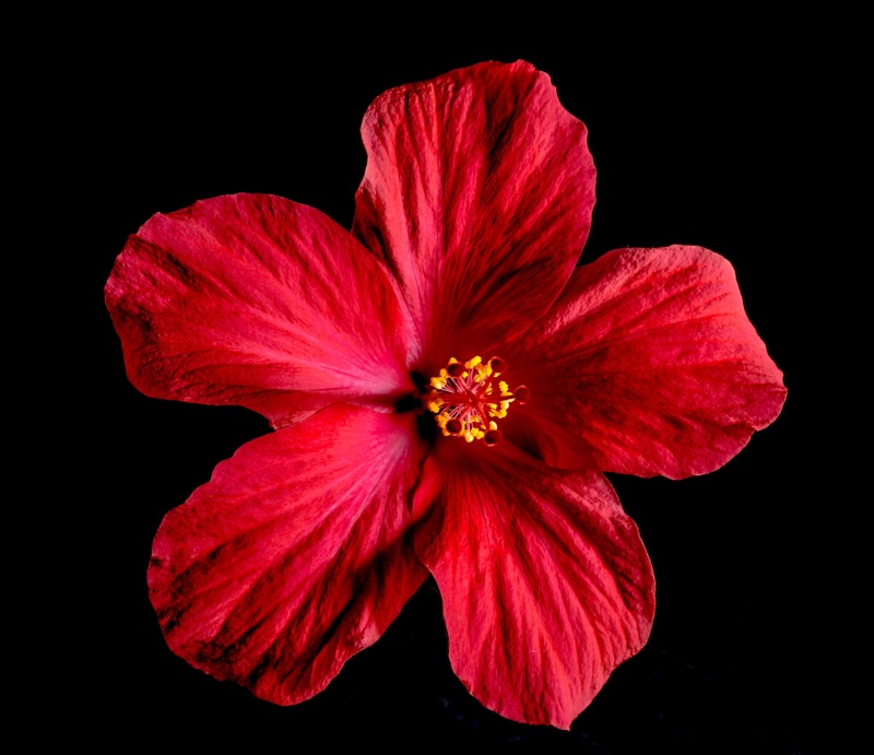 bloom, flower head, no people, flower, nature, indoors, 4K, mallow, red, black Background, vulnerability, marshmallow, hibiscus, petal, blossom, inflorescence