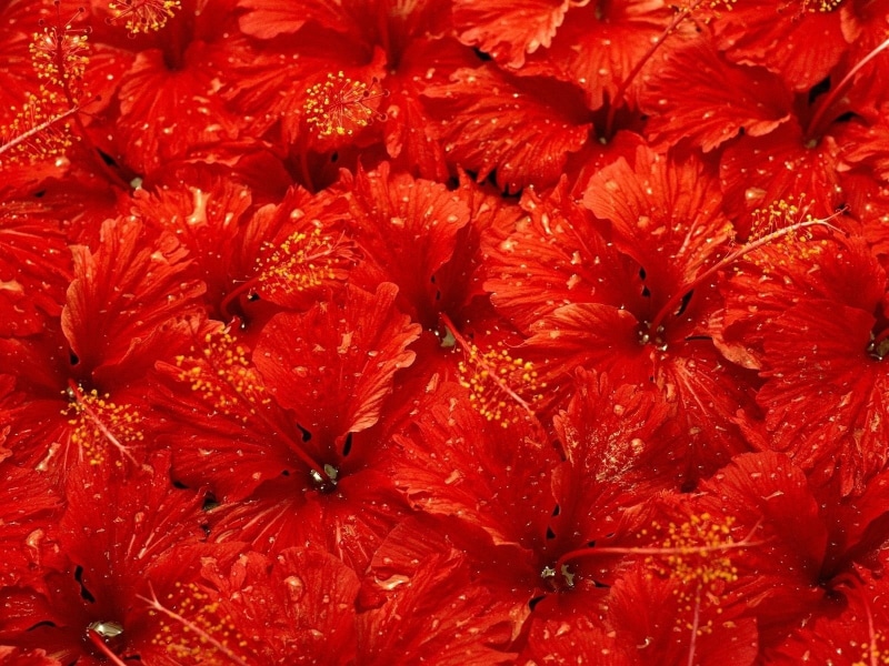 ripe, hibiscus, no People, food and drink, inflorescence, food, decoration, drops, 720P, pattern, healthy eating, full frame, abundance, petal, lot, fragility