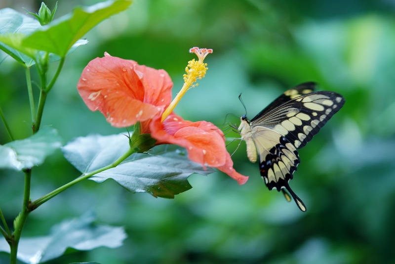 nature, animal themes, Papilio Cresphontes, pollinating, animals in the wild, fragility, insect, invertebrate, swallowtail, plant, growth, butterfly - Insect