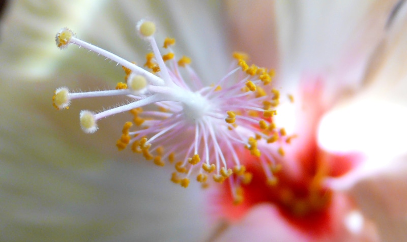 Flower, photography, macro, Kadamtala, Pollen, Howrah, yellow, Garden, Partha, Hibiscus, macro photography, white, nature, Sahana, 2K, close-up