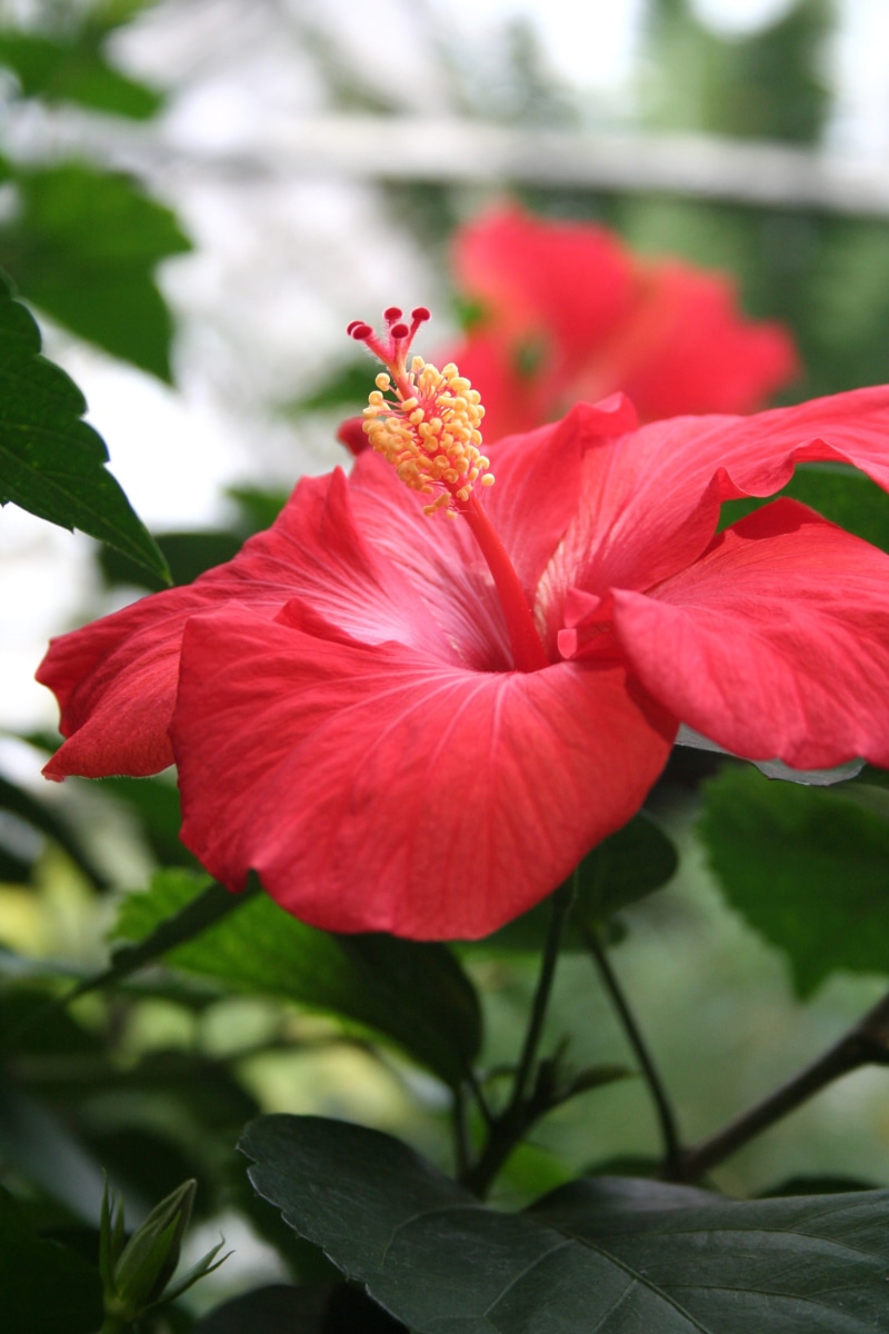 botanical, vulnerability, hibiscus rosa-sinensis, fragility, 2K, flower head, beauty in nature, Flower, close-up, plant, focus on foreground, red hibiscus