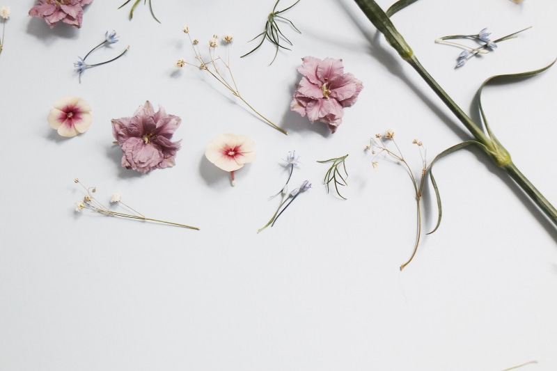 flowers, blossom, white color, still life, minimalistic, hibiscus, freshness, studio shot, lifestyle, plant, pink, nature, minimal, no people, flowering plant