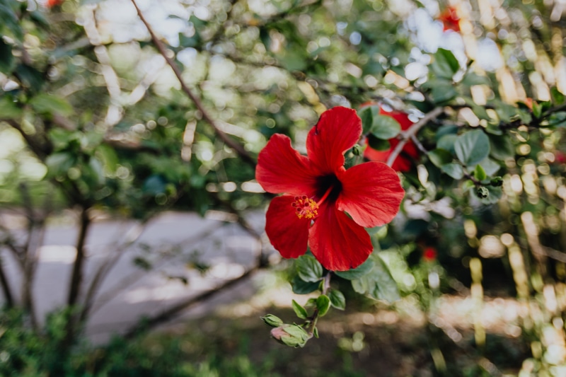 focus on foreground, nature, blooming, red, floral, close-up, blossom, freshness, tropical, flowers, plant, flowering plant, day, fragility, inflorescence