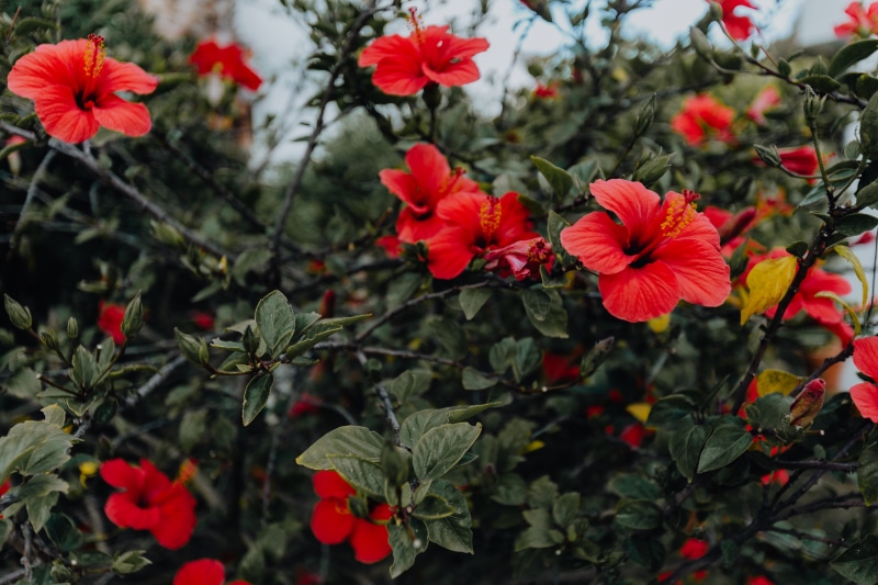 freshness, tropical, red flower, outdoors, floral, flowering plant, growth, flower head, no people, vulnerability, flowers, exotic, bloom, fragility, beauty in nature