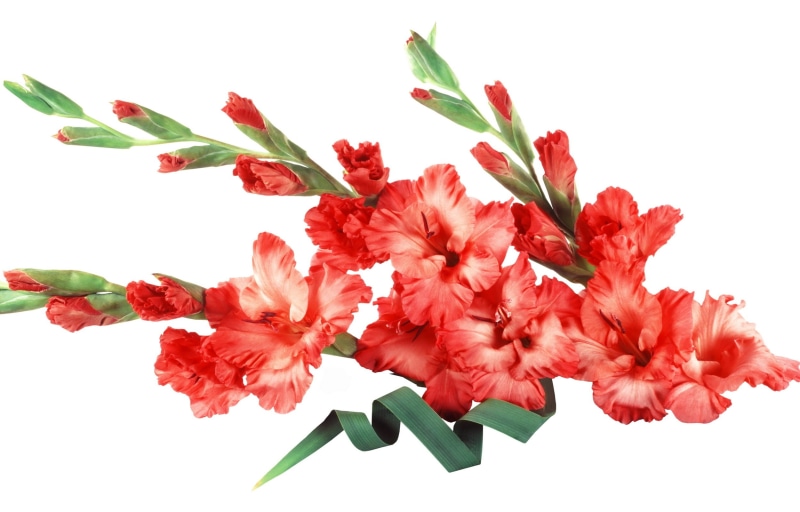 leaf, season, flower, nature, white Background, summer, beauty In Nature, green Color, flower arrangement, gladiolus, indoors, hibiscus, multi Colored