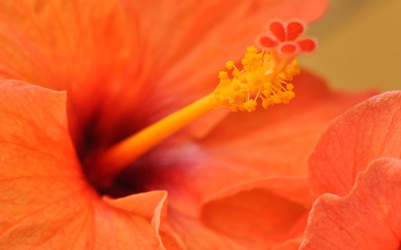orange, flower, 2K, hibiscus, flowers