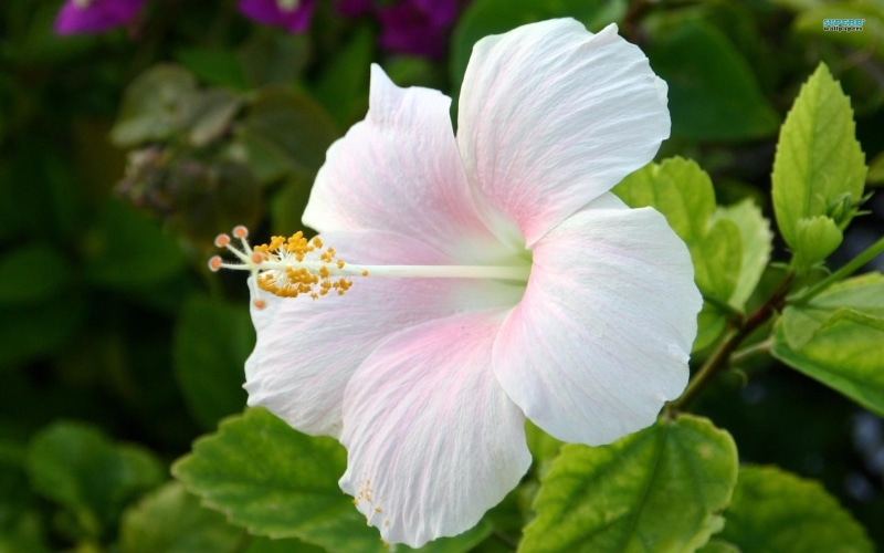 white, nature and landscapes, blush, flower, leaves, 1080P, hibiscus, blushing