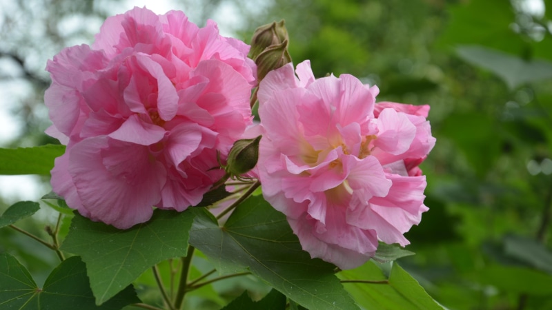 Pink, 4K, Hibiscus, Mutabilis, Flowers